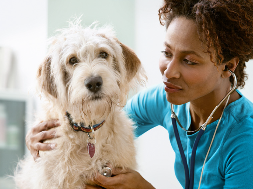 Female vet listening to dog's lungs