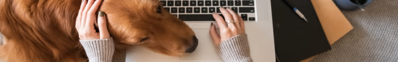 Golden retriever resting head on laptop keyboard